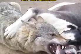 牧羊犬和狼生下的崽是狼还是犬？视频封面