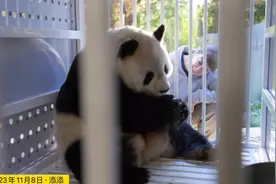 小奇迹回国全记录：华府痛失熊猫黯然神伤，神州喜迎国宝欢聚一堂视频封面