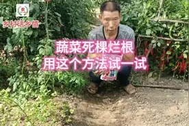 蔬菜死棵烂根和土传病害，不妨试试这个方法，效果好还能生根养根视频封面
