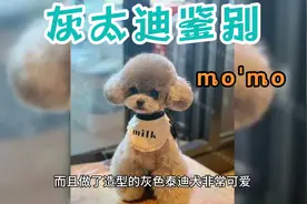 灰太迪小时侯如何鉴别，选只好的灰太迪幼犬，长大后非常漂亮