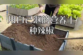 自己沤的营养土配普通土种辣椒，长势不错的话，就不再买土了视频封面