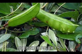 刀豆的功效用法与禁忌视频封面
