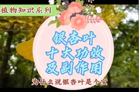 你知道银杏叶的十大功效和副作用吗?欢迎围观，银杏叶是个宝！视频封面