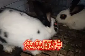 兔子配种时发生了意外，公兔疯狂追着母兔咬，这是为什么？视频封面