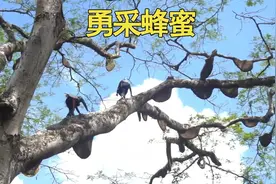 采蜜人在巨树上面行走收割蜂蜜，没有防护措施，危险重重。视频封面