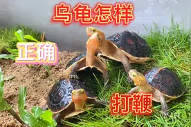乌龟怎样正确的打鞭，如何判断一只公乌龟有没有繁殖后代的能力。