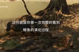 一次性看完鲸鱼演变史，从幼犬大小到海洋巨兽 #鲸鱼演化史 #进化视频封面