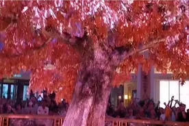 出巨资打造的的真黄金树叶，见这发财！好多友友们都去看过……视频封面