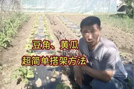 豆角和黄瓜超简单搭架方法，不用那么复杂，一会功夫就搭完