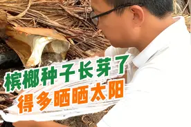 槟榔种子长芽了，得多晒晒太阳视频封面