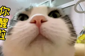 怎么拒绝13斤的巨猫..天天躺人胸口啊？感觉自己要被吃掉了！视频封面