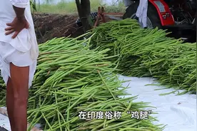 印度“鸡腿”，辣木的种植与收获视频封面