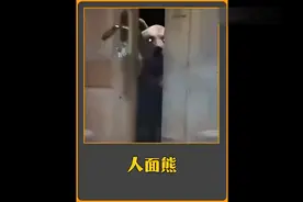 藏马熊有多可怕，看到一定要远离!#藏马熊视频#藏马熊有多可怕视频封面