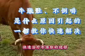 牛涨肚，不倒嚼，是什么原因引起？该如何治疗？一招教你解决！视频封面