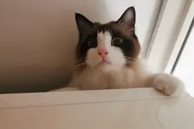 猫咪一个蛋蛋怎么回事？