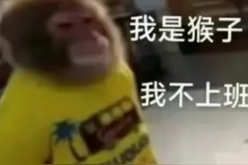 我是吗喽，命比苦瓜苦#弱小可怜又无助 #表情包视频封面
