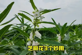 芝麻的花朵，3个妙用，厉害了，你知道吗？