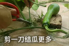想要南瓜结瓜多？藤蔓这样修剪，养分集中结瓜会更多