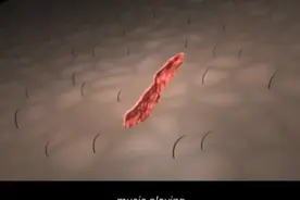 皮肤破损后，我们的身体如何清除细菌预防感染，3D演示。。视频封面