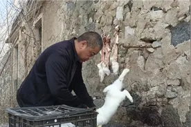 杀20多只家兔，去皮带皮的都有，看看怎么杀家兔视频封面