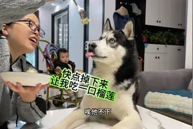 主人吃榴莲馋二哈，当榴莲掉到狗嘴边那一刻，你们都憋住别笑！视频封面