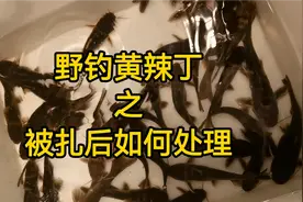 你们有没有被黄辣丁扎过？扎了以后又是怎么处理的？#黄辣丁