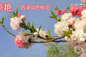 等了整整一年，西湖桃花王开啦！花姿艳丽，美不胜收，快来打卡！视频封面