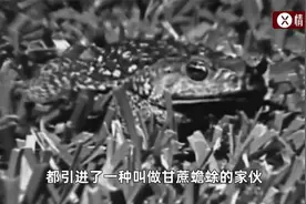 15亿癞蛤蟆霸占澳洲，狗子舔蛤蟆上瘾，为啥赶不走也没人抓？视频封面