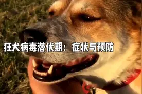 狂犬病毒潜伏期：症状与预防视频封面