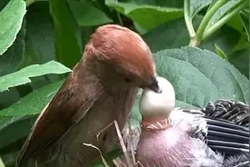 您敢相信吗？母鸟竟会吃小鸟产出的＂珍珠＂。知道为什么吗？