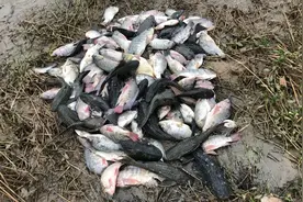 臭水沟的罗非鱼和清道夫可以吃么？快餐店老板让我多抓点卖给他视频封面