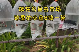 逛花鸟鱼虫市场，这里的孔雀鱼8元一袋