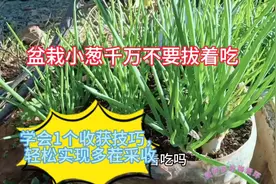 盆栽小葱千万不要拔着吃，学会1个小技巧，轻松实现多茬采收