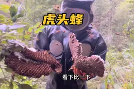 虎头蜂蜇人是害虫，但是药用价值很高，今天取了一窝价值两千元