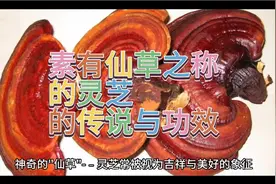 素有仙草之称的灵芝 的传说与功效视频封面