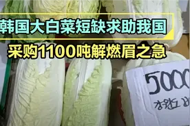 韩国大白菜严重短缺，希望我国帮忙，1100吨起运解燃眉之急视频封面