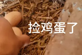 捡鸡蛋准备孵化怀特鸡，他们是世界上羽毛最漂亮的鸡。蛋大又好吃视频封面