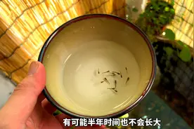 刚出生的孔雀鱼宝宝，这样饲养，小鱼才能长的快视频封面