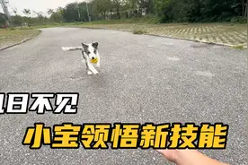 南宁房车慢生活，边牧的聪明不用刻意去教，几日不见领悟新技能视频封面