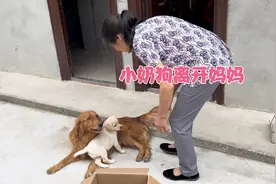 小奶狗要去新主人家了，临走时狗妈妈含泪送别，离别场面让人心酸