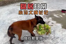 我经常听人说，养人还不如养一条狗，我渐渐明白这句话的含义视频封面