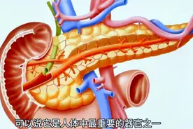 胰腺，小器官大作用，人体消化系统