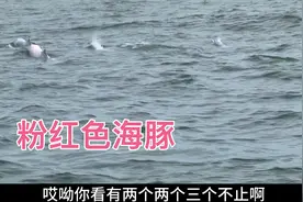 来钦州三娘弯一定要出海去看海豚，这是全国唯一可以看海豚的地方视频封面