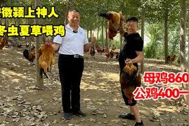 安徽颍上能人用人参冬虫夏草喂鸡，母鸡860公鸡400一只，鸡蛋5元视频封面