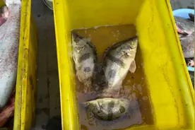 大清早农村小伙赶集买河鱼，遇到三条大鳜鱼35一斤，好货遍地都是视频封面