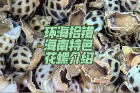 探秘花螺养殖厂 #自然奇境科普季 #环海拾错 #花螺 #海鲜 #海鲜