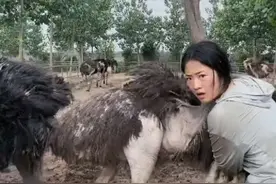 鸵鸟雪白的胳肢窝，悄悄看，不要外传，因为这是鸵鸟的隐私！＠鸵飞飞（顺通鸵鸟） #鸵鸟养殖 #非洲鸵鸟 #搞笑视频