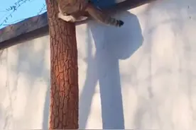 狸花猫教学 #搞笑