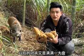 今天想吃冬笋了，带着艾迪挖冬笋不用愁#野猪艾迪 #虎哥玩户外 #萌宠出道计划视频封面