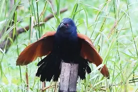 红毛鸡的叫声像狗吠